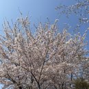 블리론즈 | [구미] 블리론즈 카페 : 벚꽃비 내리는 구미 금오산 원평동 금리단길 마카롱 맛집 방문 후기~