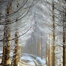 대봉교 교통섬 | 뿌리 볼륨이 꺼져서 세상 우울하던 나에게 구세주가 나타났다!