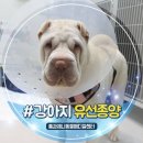 유선 | 8살 샤페이 점액성 피부염 강아지 유선종양 수술 및 치료 후기