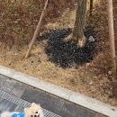 파주애견호텔 리리펫호텔! 비오는 날도 걱정 없는 프리미엄 케어 후기