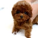 퍼피베이비 이미지