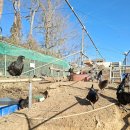 닭세상농장 이미지