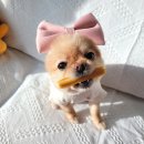 개멋지개 이미지