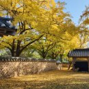 제10회 은행마을 단풍 축제 이미지