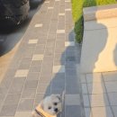 멍냥펀치 이미지