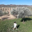 올리브 농장 이미지