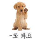 푸른비 이미지