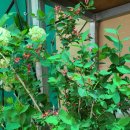 부천시흥원예농협 | 부천시흥원예농협에서 판매하는 산뜻한 화초들, 물싸리, 분홍괴불나무, 백자단, 무늬조팝나무, 귤나무...