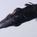 열린식당 네이버블로그