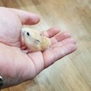 미니펫스토리 이미지