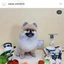 스윗하개 이미지