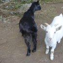 장삼축산 | 배근휘가 설명하는 초간단 염소의 이해 -배근휘