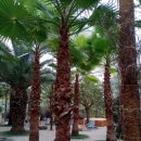 야자수정원 이미지