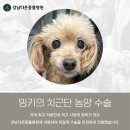 성남다온동물병원 | 강남 치근단 농양 수술 병원 찾는다면? 강남다온동물병원 후기