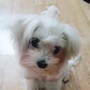 집에서도 간단히 반려견 미용 이미지