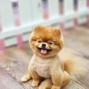 윤퍼피살롱 이미지