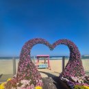 삼척해수욕장 | 이번 주말 가볼만한 곳 삼척 해수욕장 국화전시회 후기(가을 바다와 함께 즐기는 꽃축제 분위기)