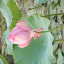 예하리 강주 연못의 연꽃잔치 이미지