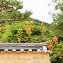 문 Daum카페