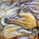 용낙지 이미지