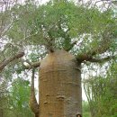 바오밥 나무 (Baobab Tree) 이미지