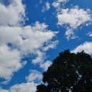 꿈꾸는나무 이미지