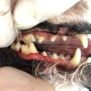 우장산동물의료센터 이미지