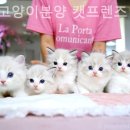 강남 고양이 분양 캣프렌즈 이미지