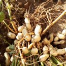 땅콩캐는시기 수확 시기 알수 있는 3가지 방법(땅콩 키우기) 이미지