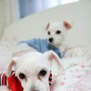 멍멍이집 이미지