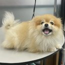 냥이를 사랑하는 멍멍이 이미지