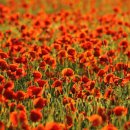 풍경화그리기 이미지