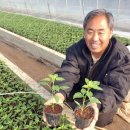 김대환농장 이미지