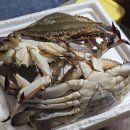 제철 맞은 국산 꽃게 참조은수산 알 꽉 찬 활꽃게 암꽃게 내돈내산