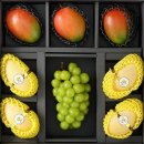 골드샤인 이미지