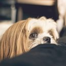 분당동물병원 이미지