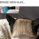 고양이 셀프 미용 대참사 이미지