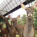 어성초목장 이미지