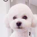 마티애견 이미지