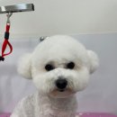 이뻐질개 애견미용실 이미지