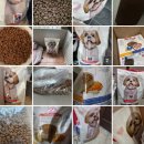 우리강아지 | 노령견 건강 지킴이! 힐스 강아지사료 어덜트 7+ 스몰바이트로 우리 강아지 활력 되찾은 후기