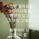 일조플라워 이미지