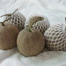 주미 농장 이미지