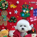 멍야옹실 이미지