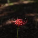 중앙공원(상) 이미지