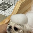 벨루스독 이미지