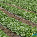 방천1리 이미지