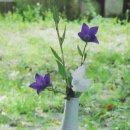 다화주 이미지
