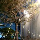 시카고388 이미지