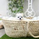 펫사랑일산점 이미지